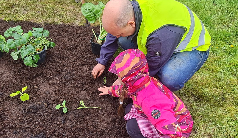 Vegetable planting and Pinner Park Primary School