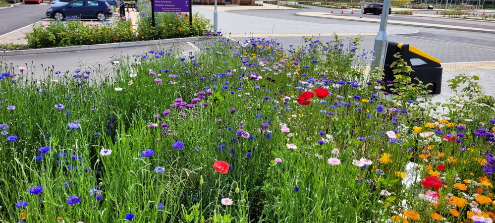 Wildflower meadow at Avanti Grange