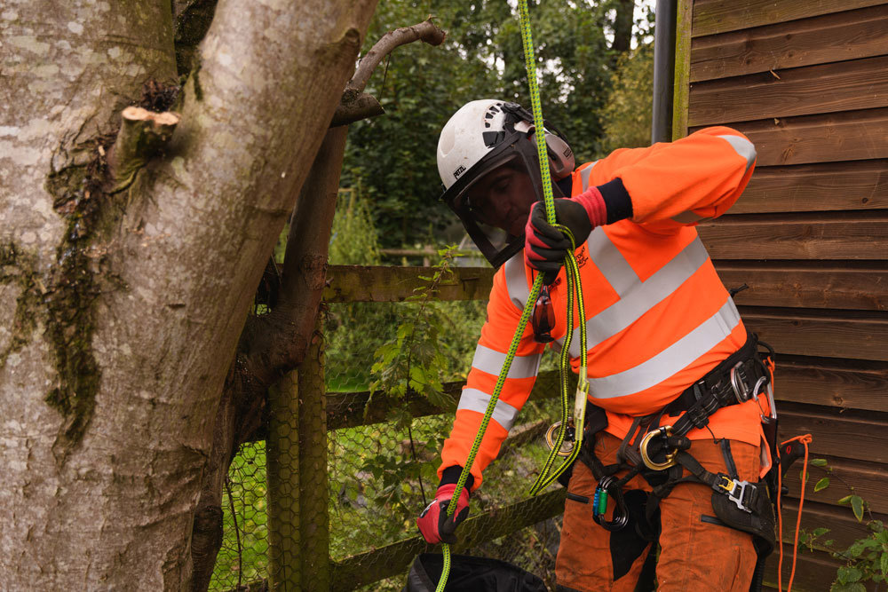 Preparing for tree cutting works