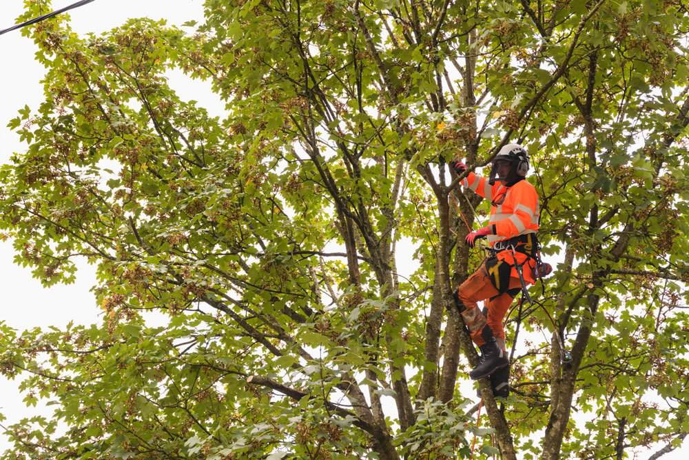 Utility Arboriculture